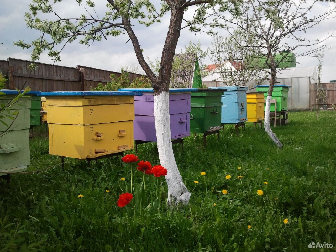 Продажа пчел купить на Зозу.ру - фотография № 2
