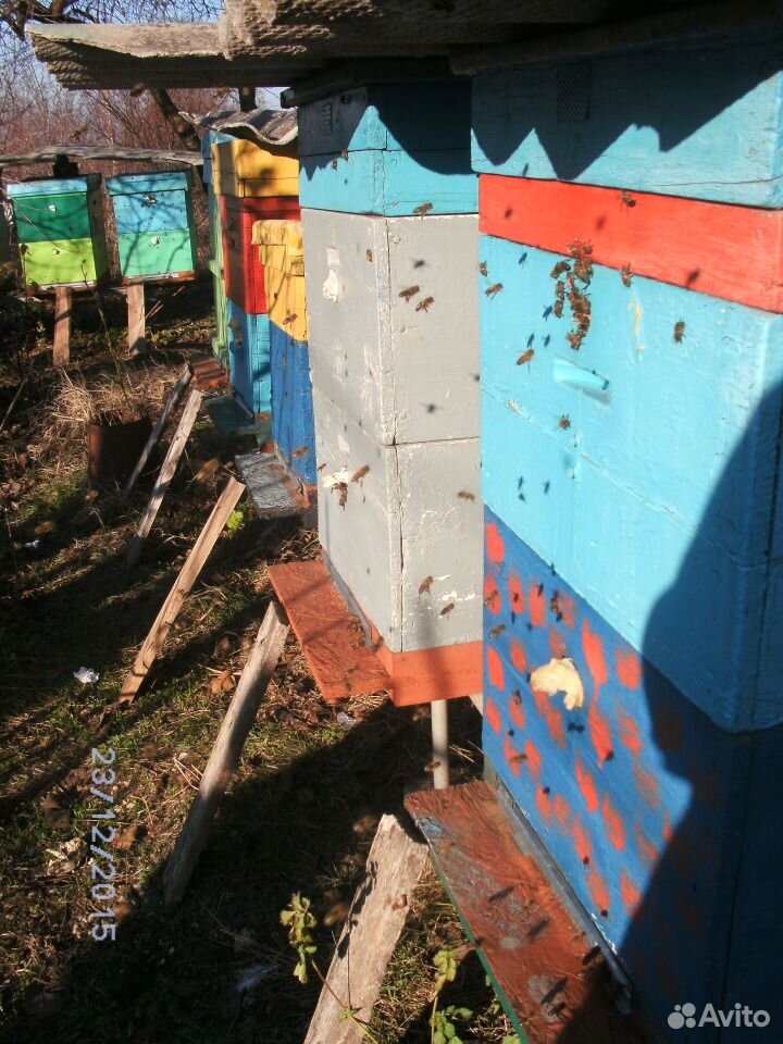 Натуральный мёд разнотравье купить на Зозу.ру - фотография № 1