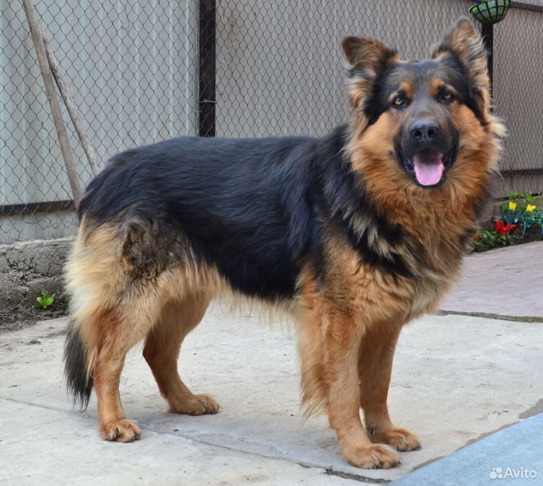 Клубные йорки. Pima cotton. Вязка воронеж. Питбуль воронеж. Вязка воронеж.