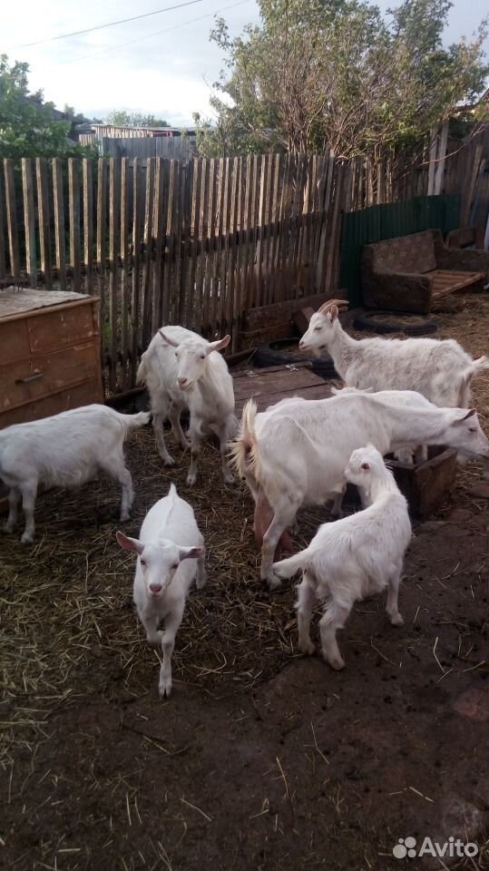 Продам коз, козлят,козочки дойные купить на Зозу.ру - фотография № 6