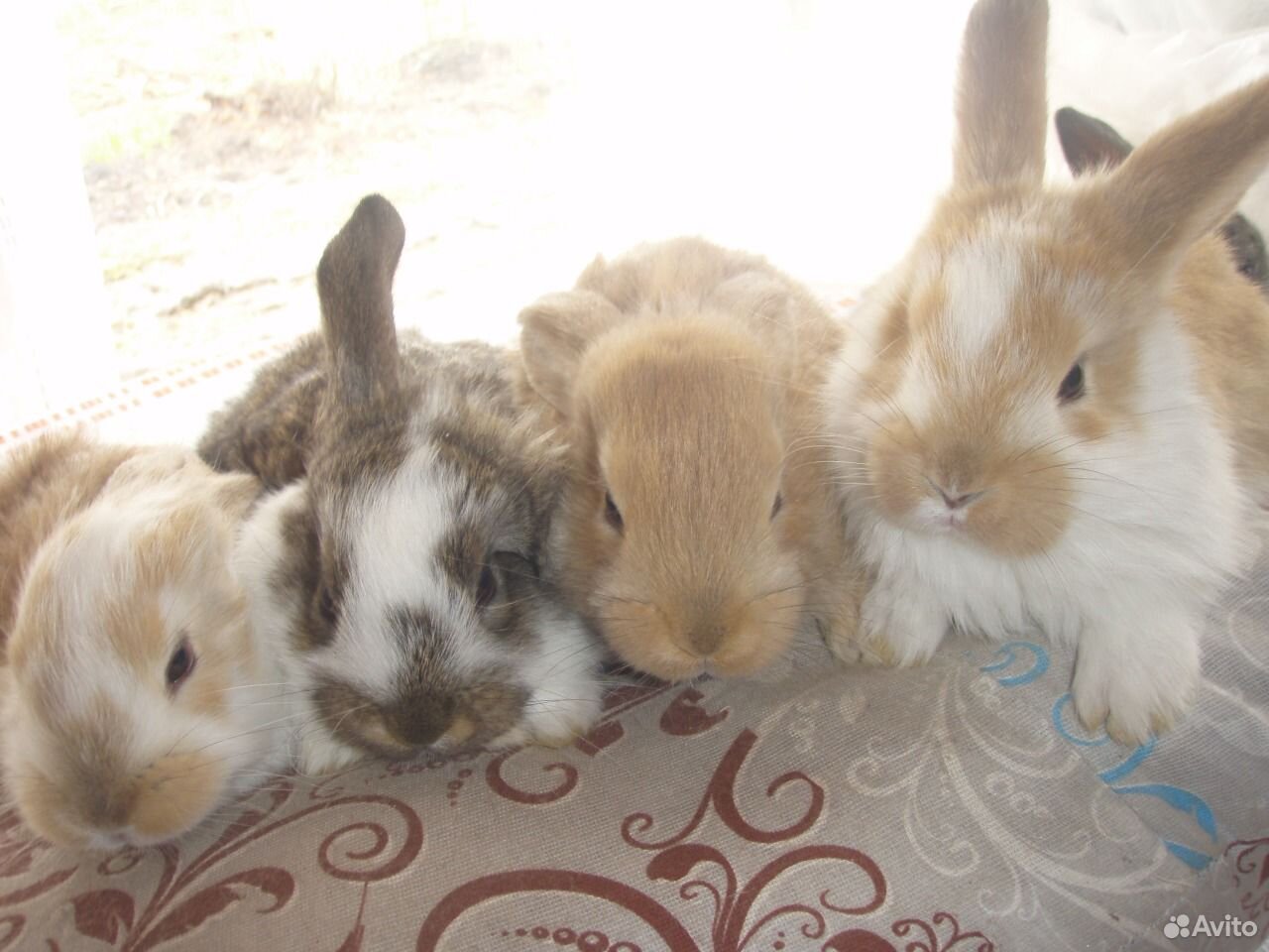 Кролики и крольчата купить на Зозу.ру - фотография № 1