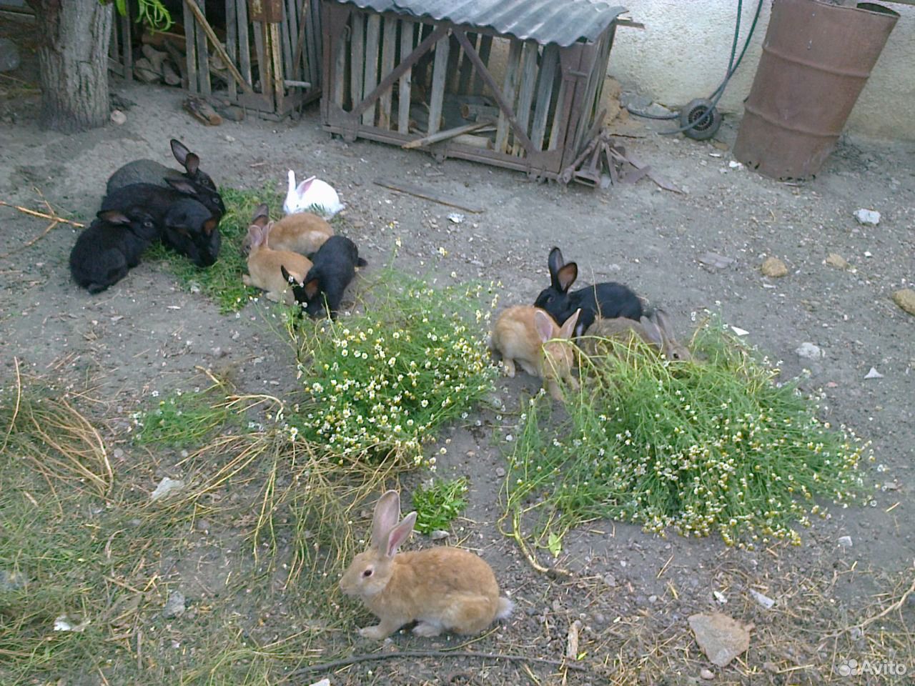 Продам кроликов купить на Зозу.ру - фотография № 4