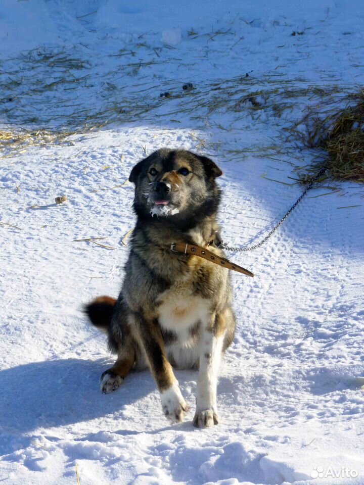 Шикарная собака ждёт семью купить на Зозу.ру - фотография № 4