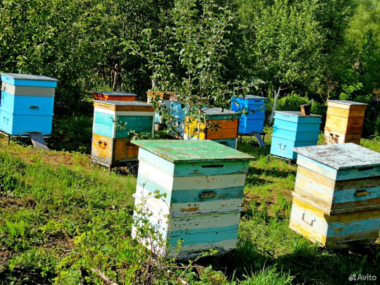Купить пчелосемьи на авито свежие