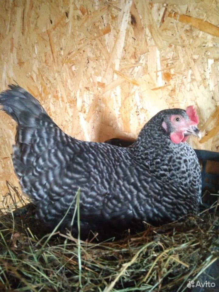 Домашние куриное яйцо,инкубационное яйцо,цыплята купить на Зозу.ру - фотография № 3