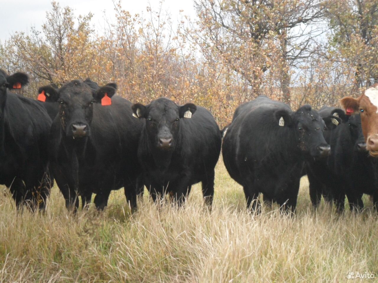 Абердин-ангусские бычки купить на Зозу.ру - фотография № 6