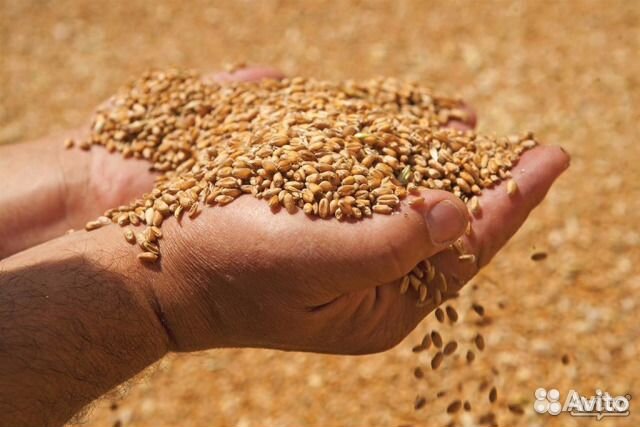 Пшеница розница купить на Зозу.ру - фотография № 1