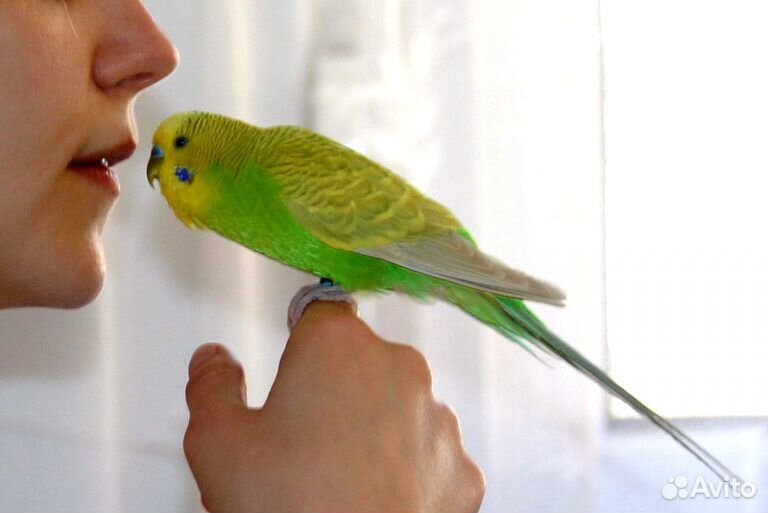 Волнистый попугай умный, ручной, говорящий купить на Зозу.ру - фотография № 2