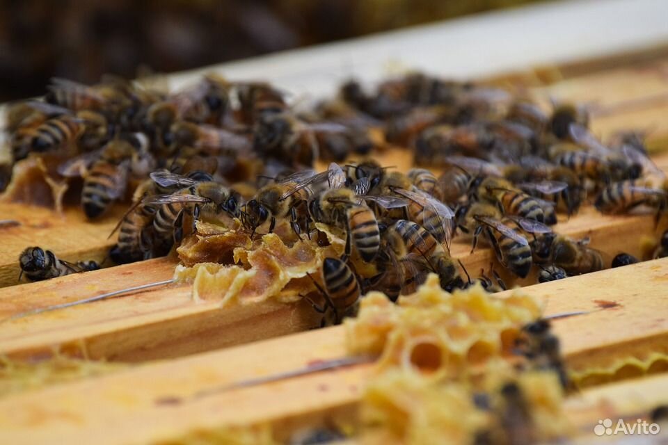 Продажа пчелиных семей с ульями купить на Зозу.ру - фотография № 1