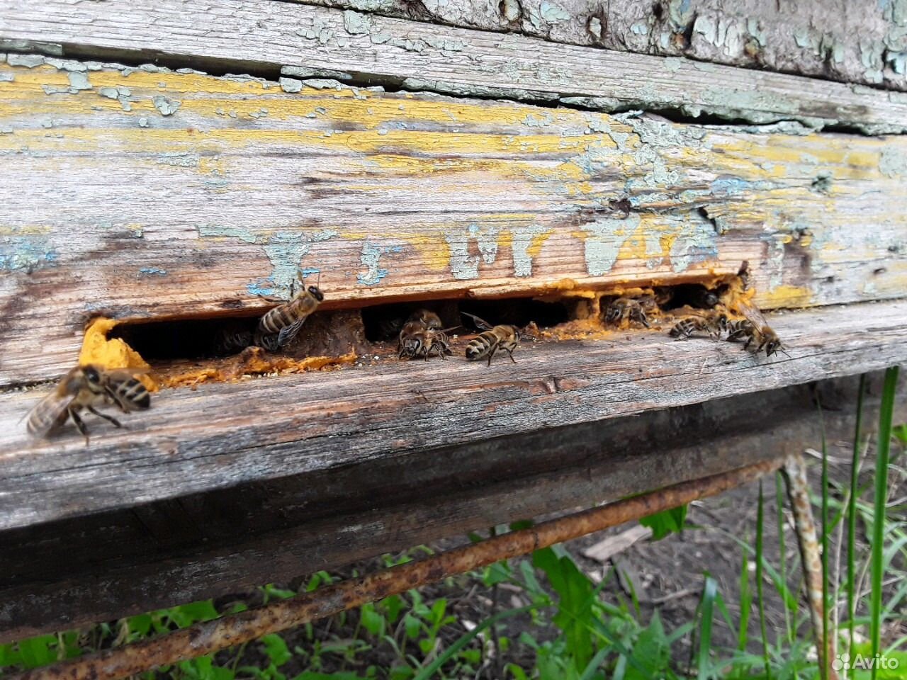 Пчелы.пчелосьми.матки купить на Зозу.ру - фотография № 1