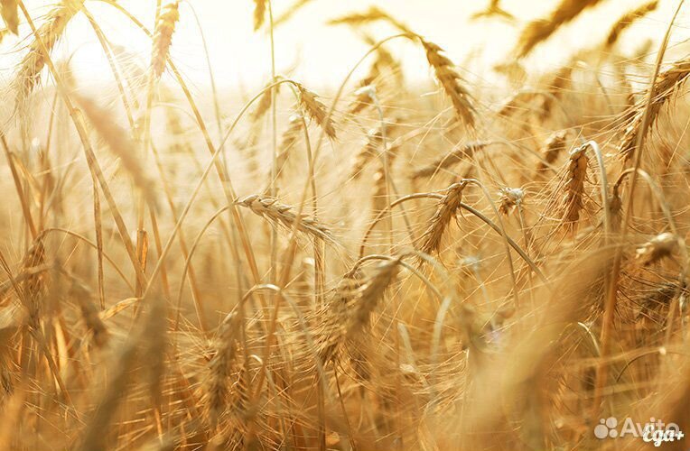 Пшеница, ячмень из под комбайна купить на Зозу.ру - фотография № 1