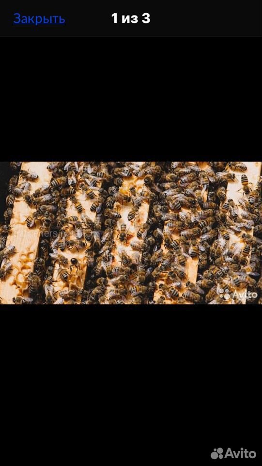 Пчеласемьи купить на Зозу.ру - фотография № 1