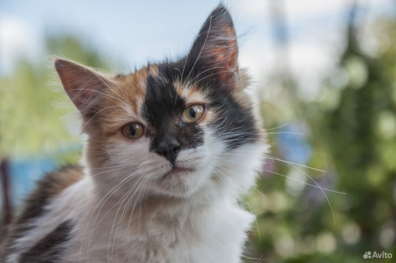 Бамбина - чудесный котенок в дар купить на Зозу.ру - фотография № 2
