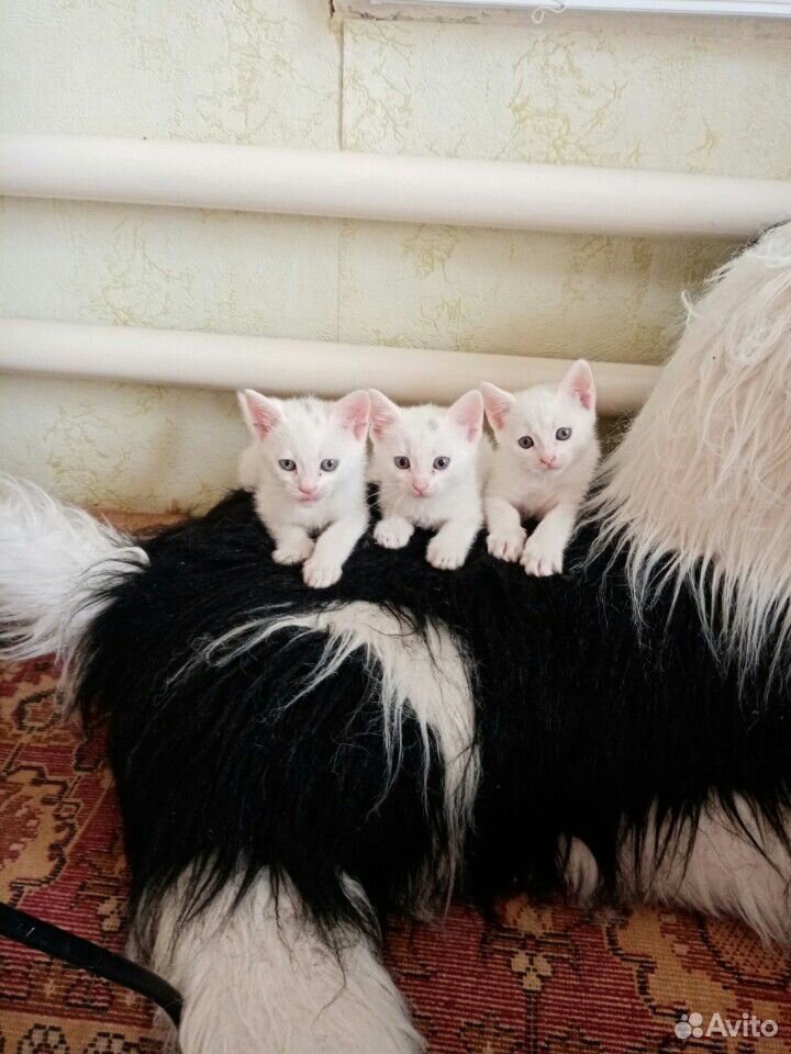 Белые котята купить на Зозу.ру - фотография № 1