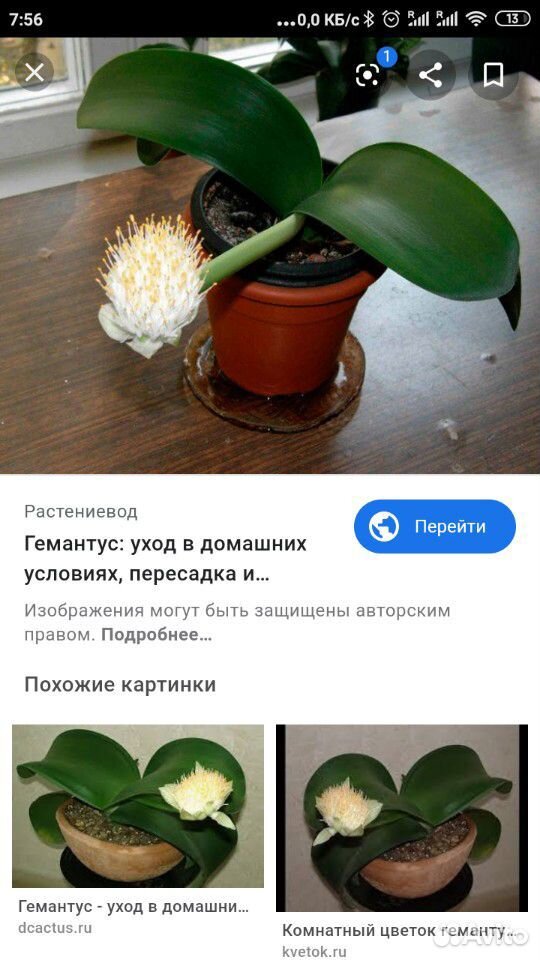 Цветы комнатные гемантус без горшка купить на Зозу.ру - фотография № 2