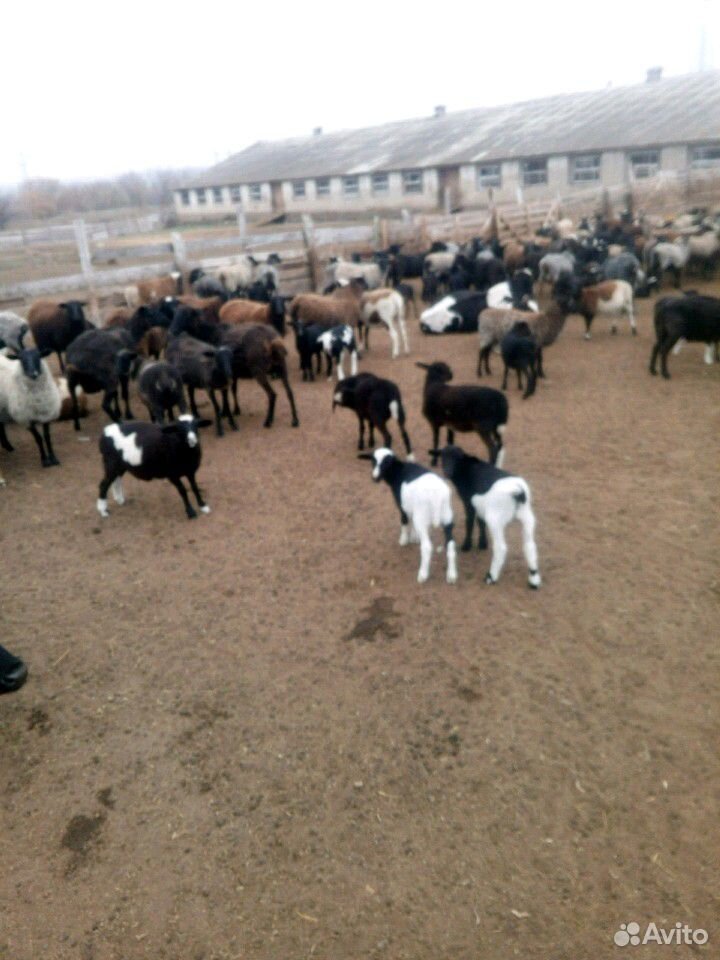 Овцы бараны на мясо купить на Зозу.ру - фотография № 3