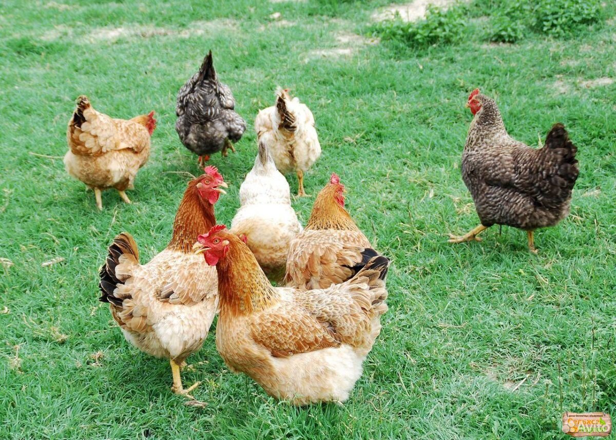 Куры петухи цыплята купить на Зозу.ру - фотография № 2