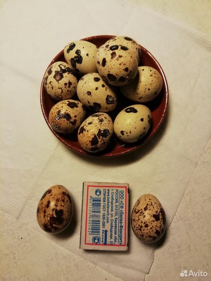 Продаются перепелиные яйца и перепелята купить на Зозу.ру - фотография № 4