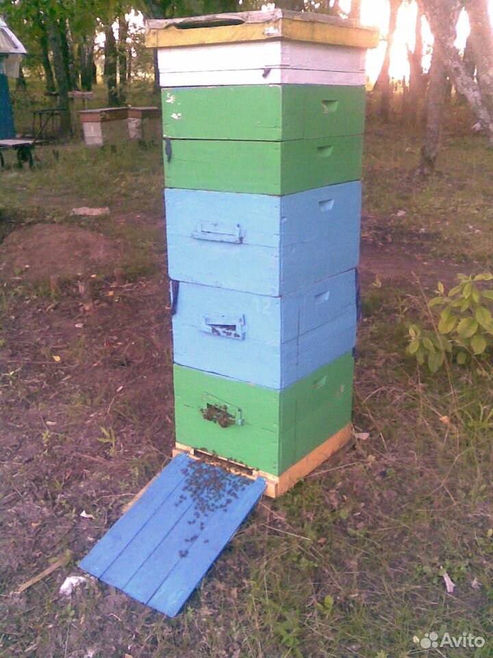 Пчелы Бакфаст, мёд купить на Зозу.ру - фотография № 1