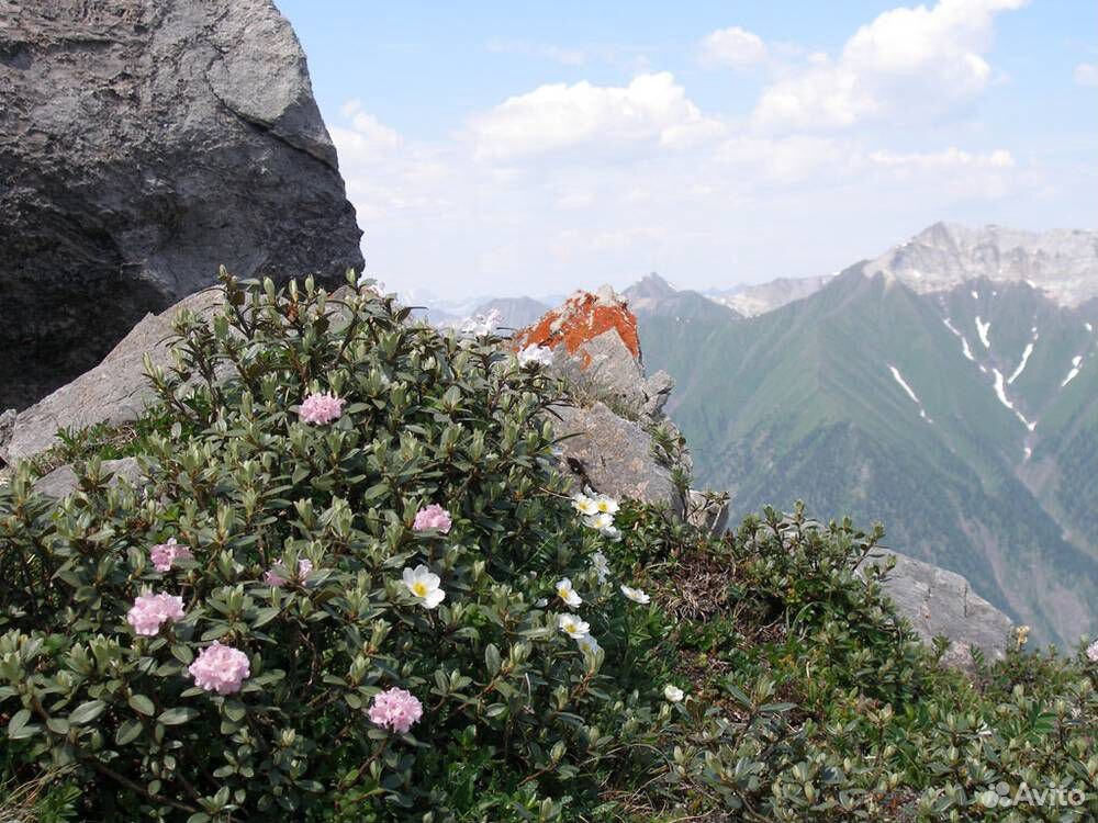 Сагаан дали фото