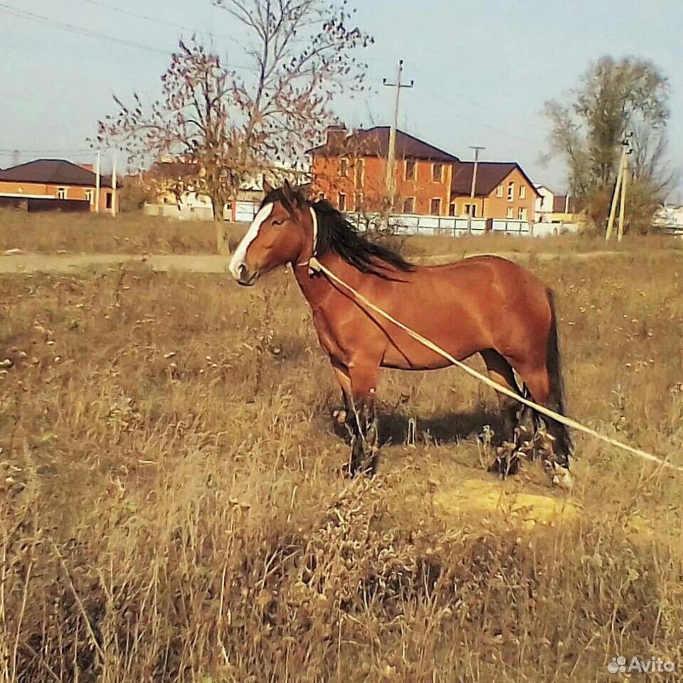 Купить Лошадь На Авито В Саратовской Области