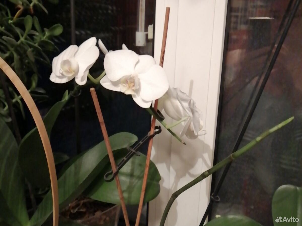 Орхидея купить на Зозу.ру - фотография № 3