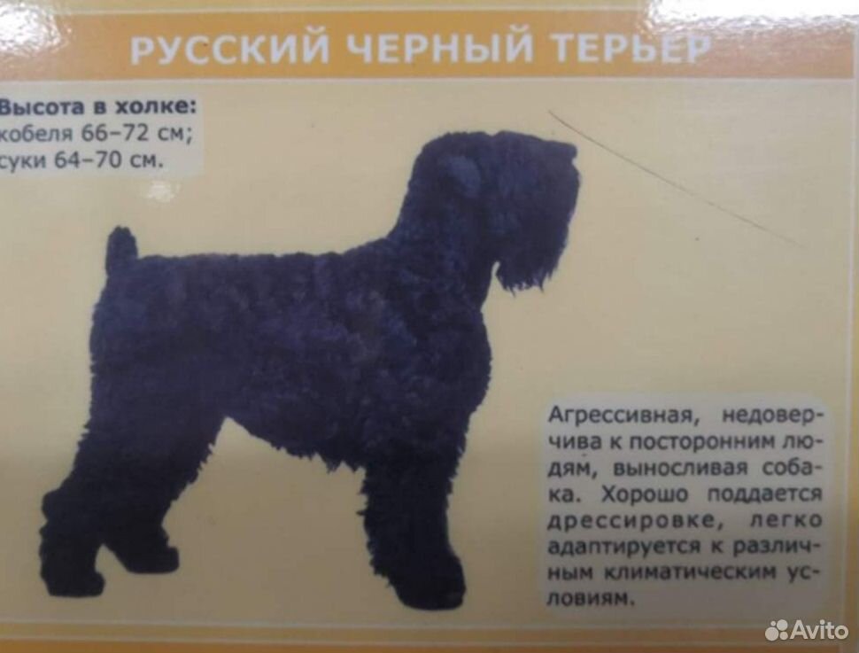 Продаются щенки русского чёрного терьера купить на Зозу.ру - фотография № 1