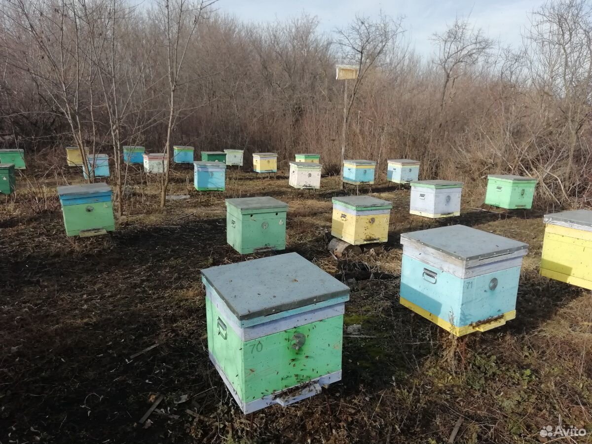 Пчелопакеты, пчёлы купить на Зозу.ру - фотография № 4
