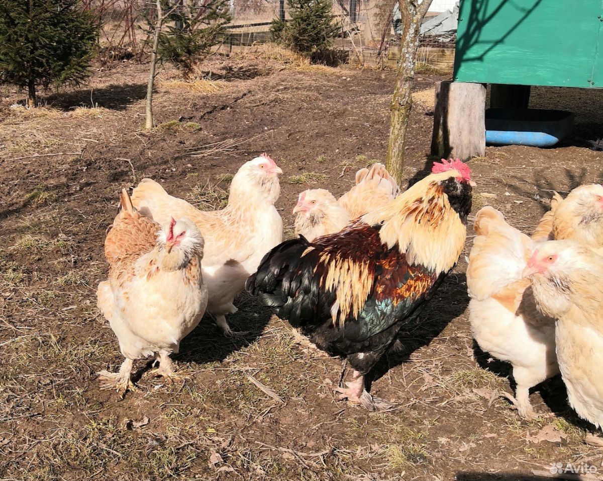 Инкубационное яйцо и цыплята породистых кур купить на Зозу.ру - фотография № 7