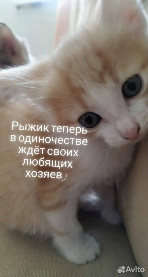 Котёнок "Джинджер" купить на Зозу.ру - фотография № 2