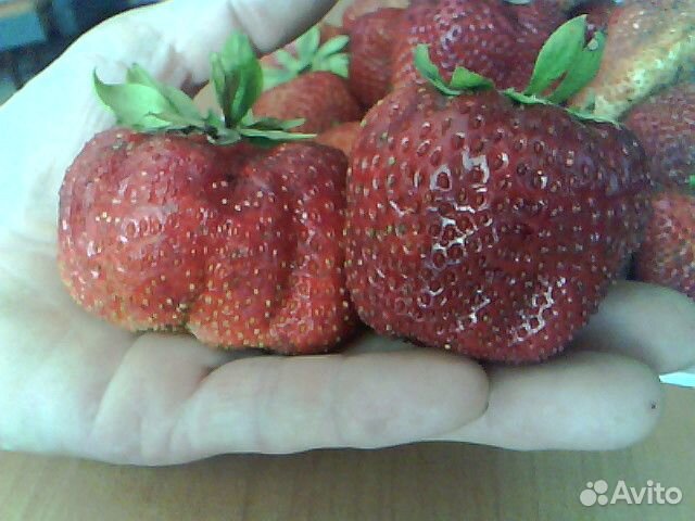Продам ягоду малины,саженцы клубники купить на Зозу.ру - фотография № 5
