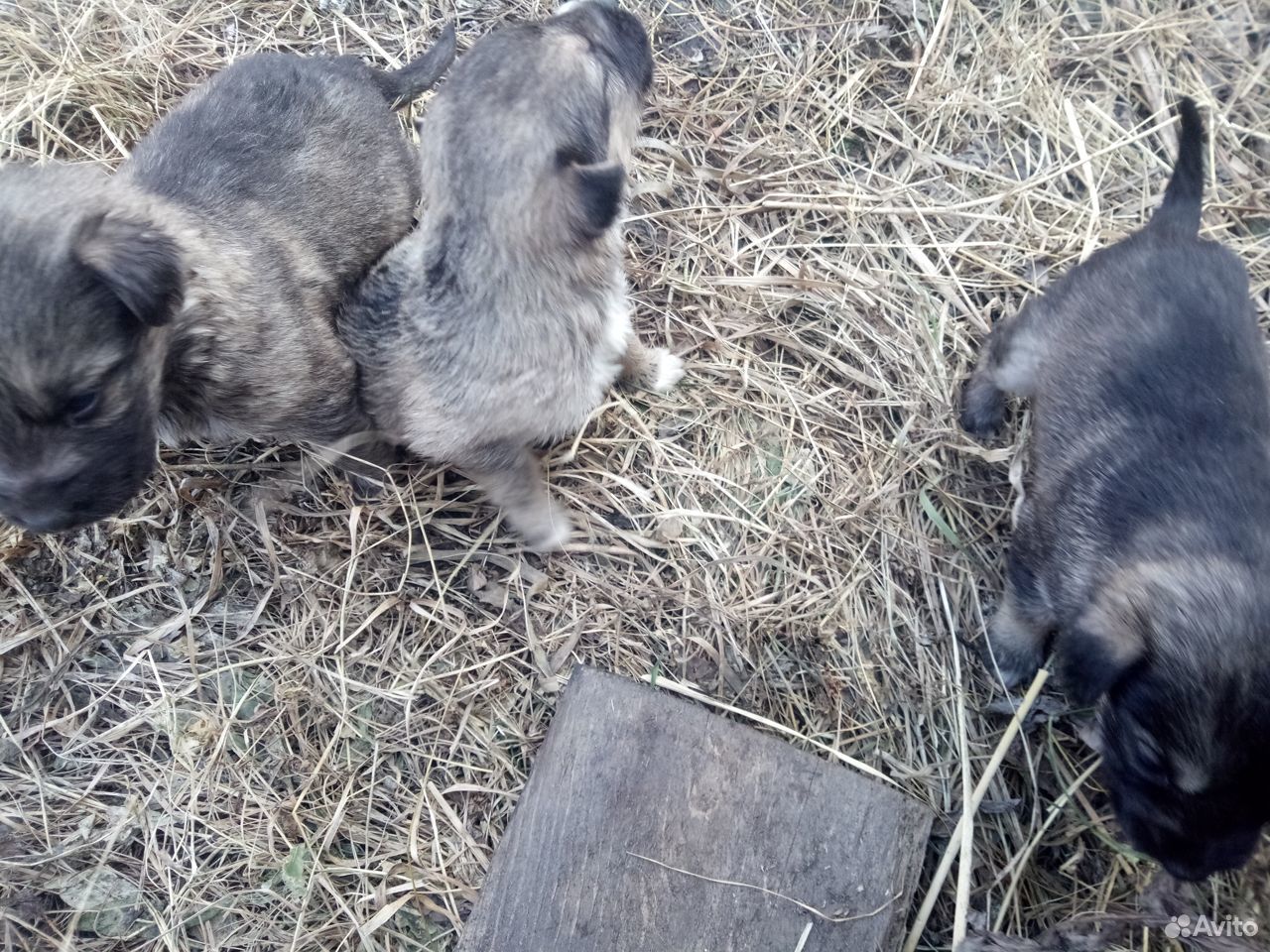 Отдам щенков для охраны двора купить на Зозу.ру - фотография № 3