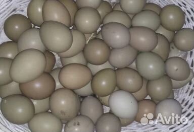 Яйцо фазана(среднеазиатский охотничий),куриное купить на Зозу.ру - фотография № 1