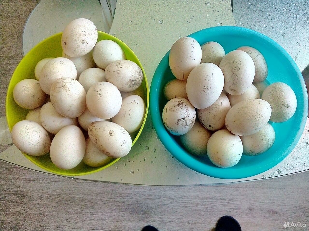 Яйца индоутки на вывод в инкубаторе купить на Зозу.ру - фотография № 1