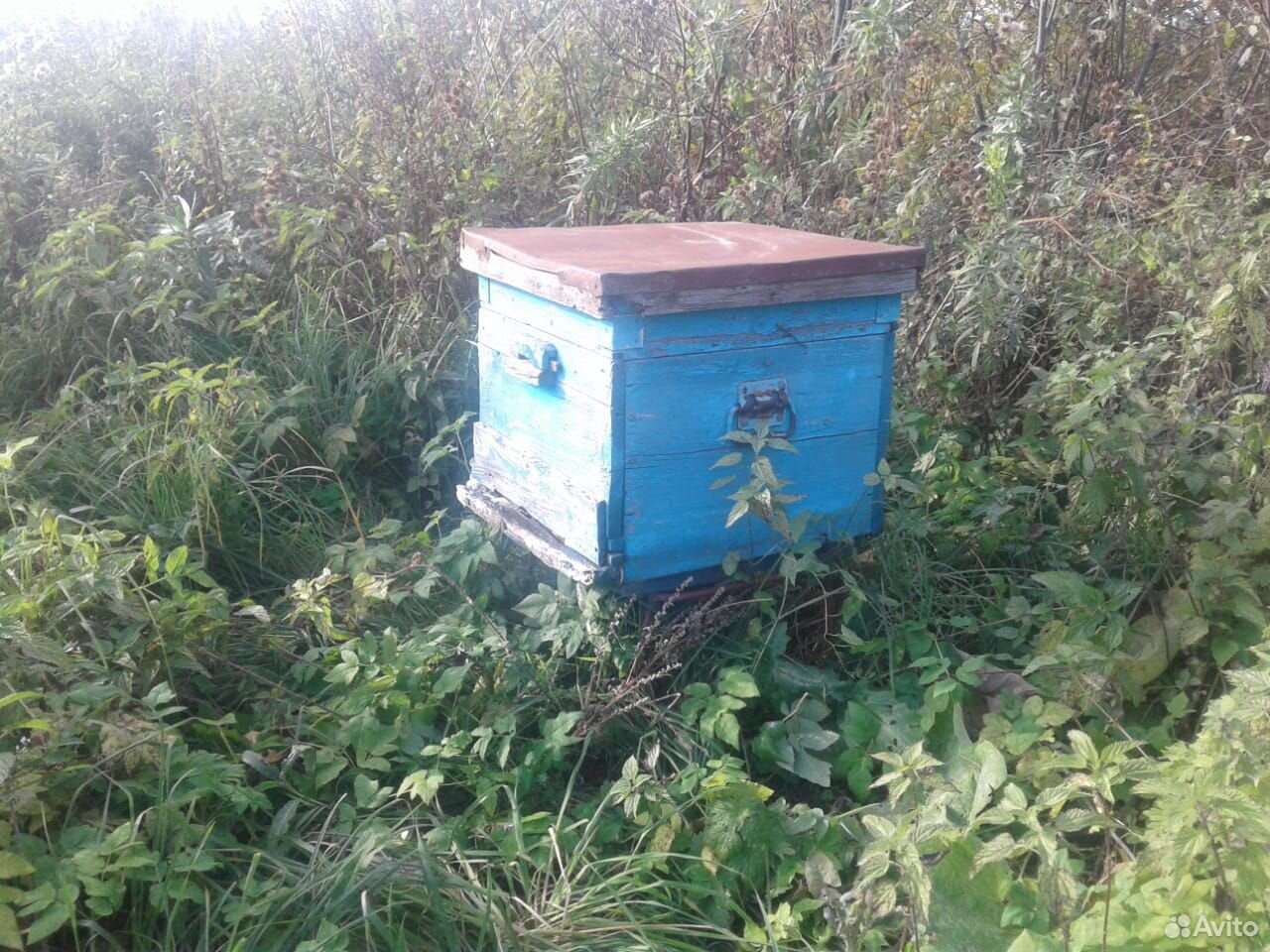 Пчёлы с ульями купить на Зозу.ру - фотография № 2
