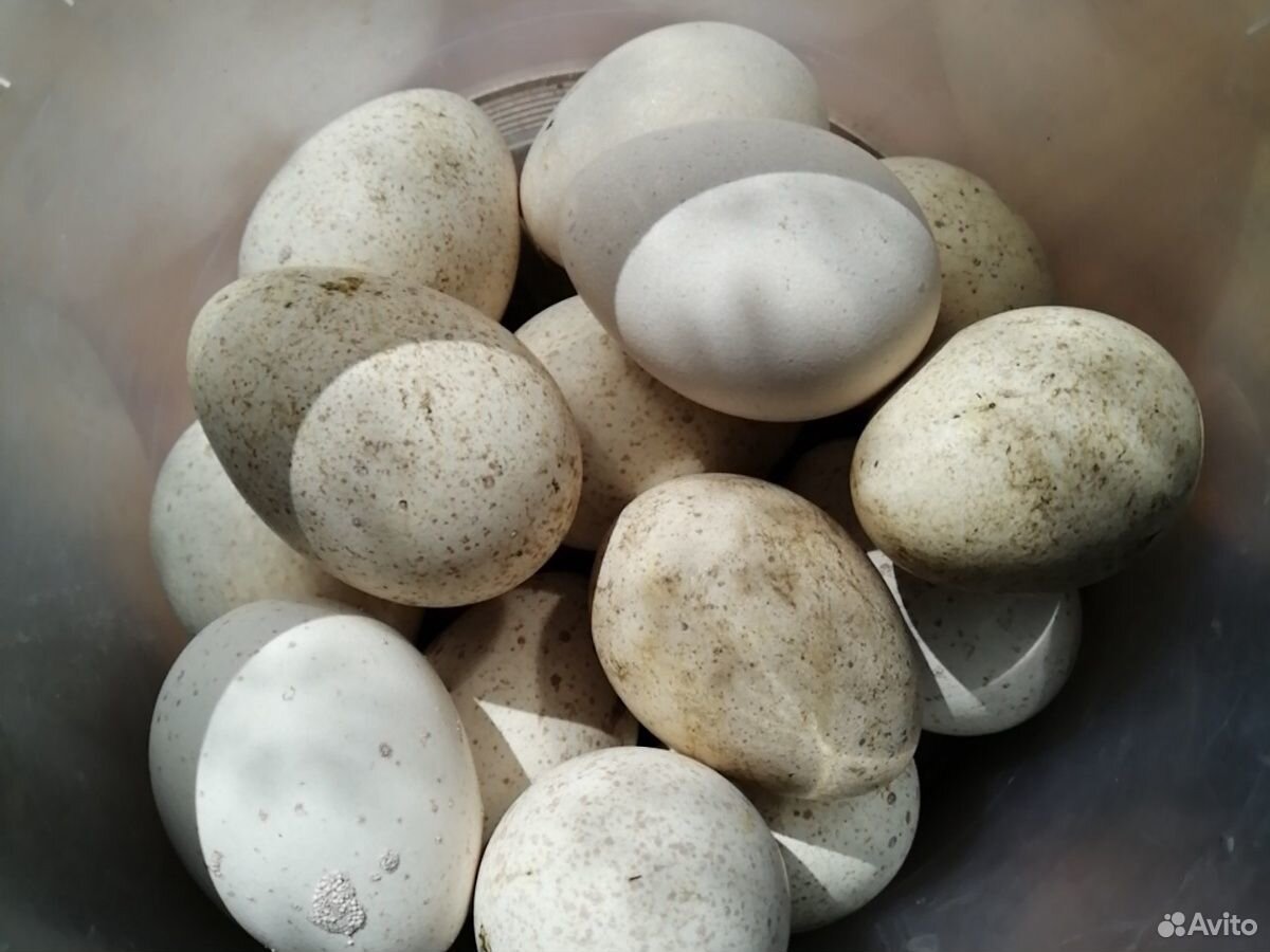 Яйца индюшинные купить на Зозу.ру - фотография № 3