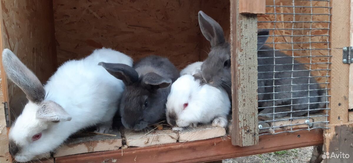 Купить кроликов в орле. Европа стандарт 2012 кролики термонская белая. Карликовый кролик купить. Полтавское серебро кролики купить.