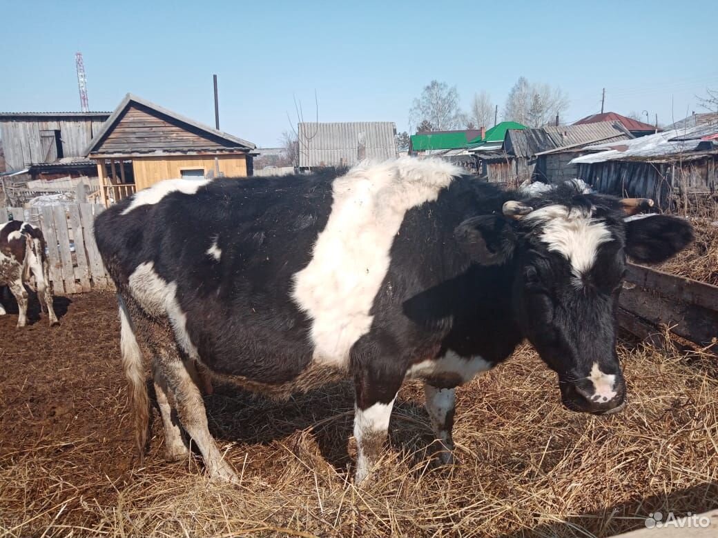 Корова 4 года, 2 отела, молоко дает 11-12 литров д купить на Зозу.ру - фотография № 2