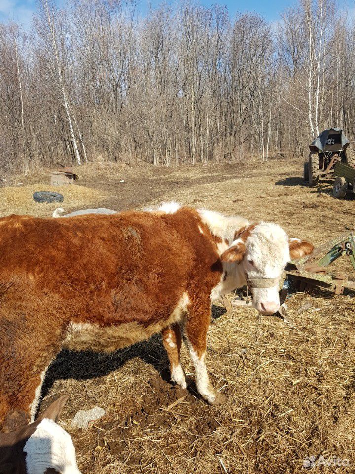 Корова Стелная купить на Зозу.ру - фотография № 3