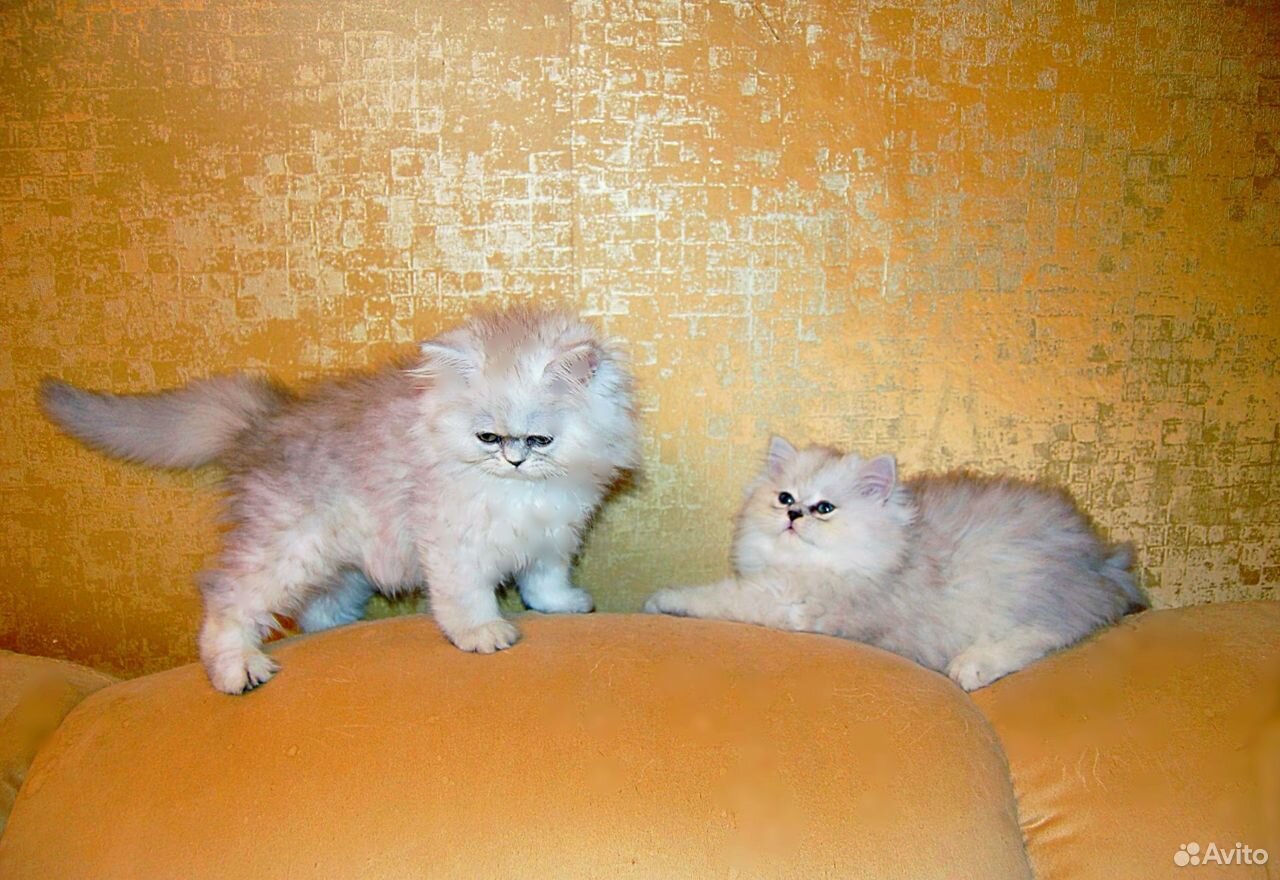 Персидский шиншилловый котенок 1 месяц