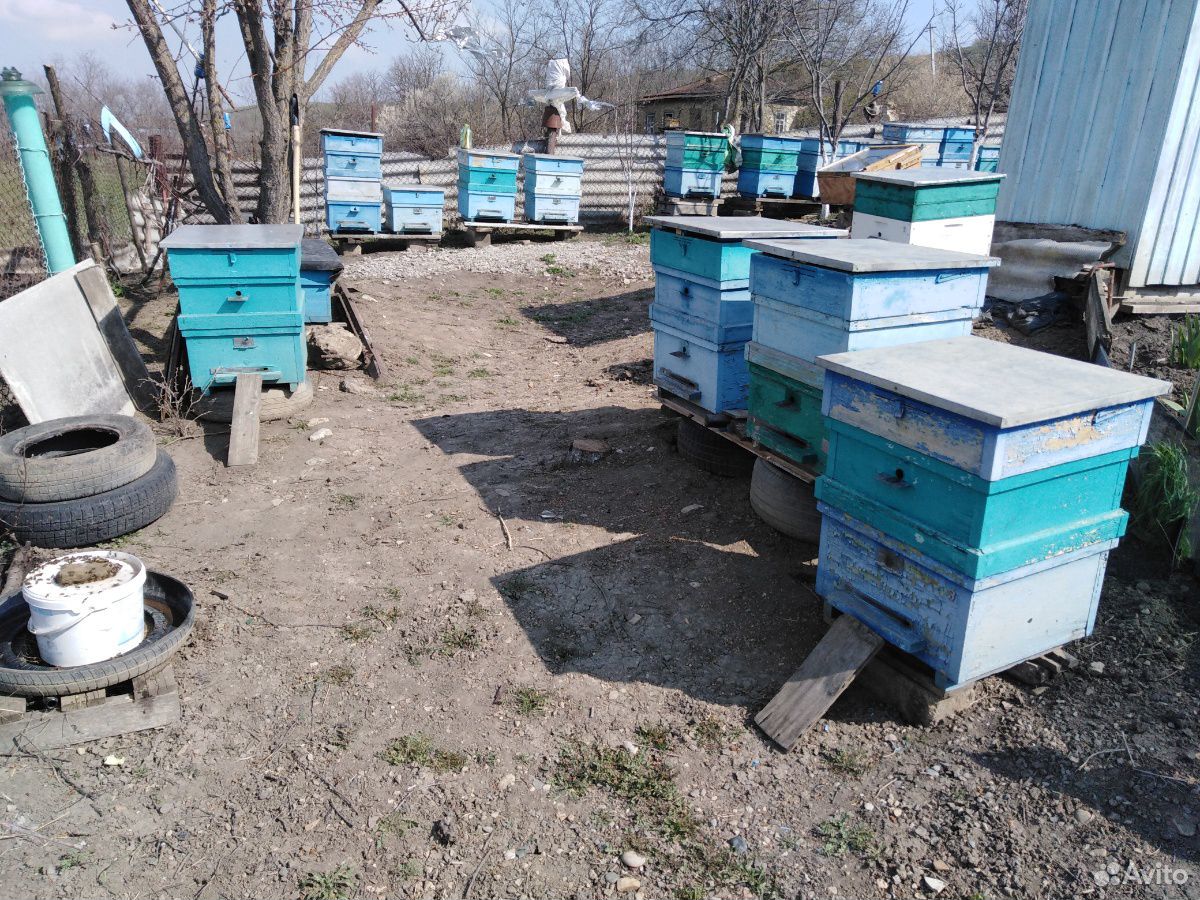Продаю пчёл породы карпатка купить на Зозу.ру - фотография № 6