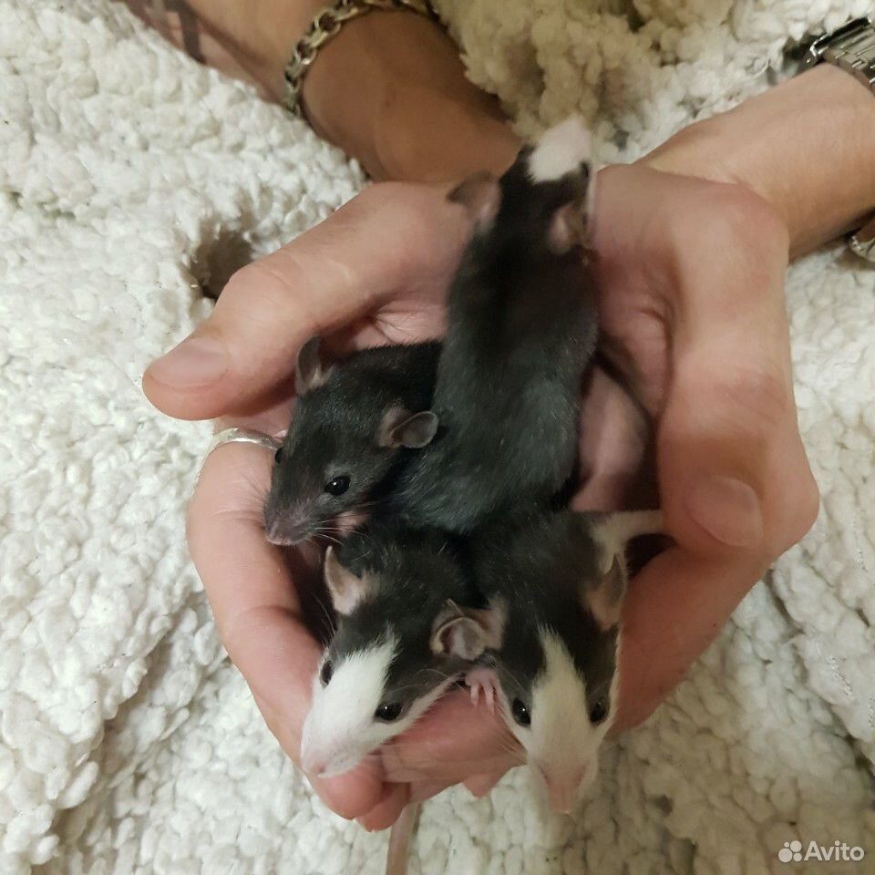 Крысята, крысы купить на Зозу.ру - фотография № 5