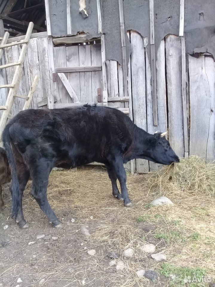 Корова тельная купить на Зозу.ру - фотография № 3