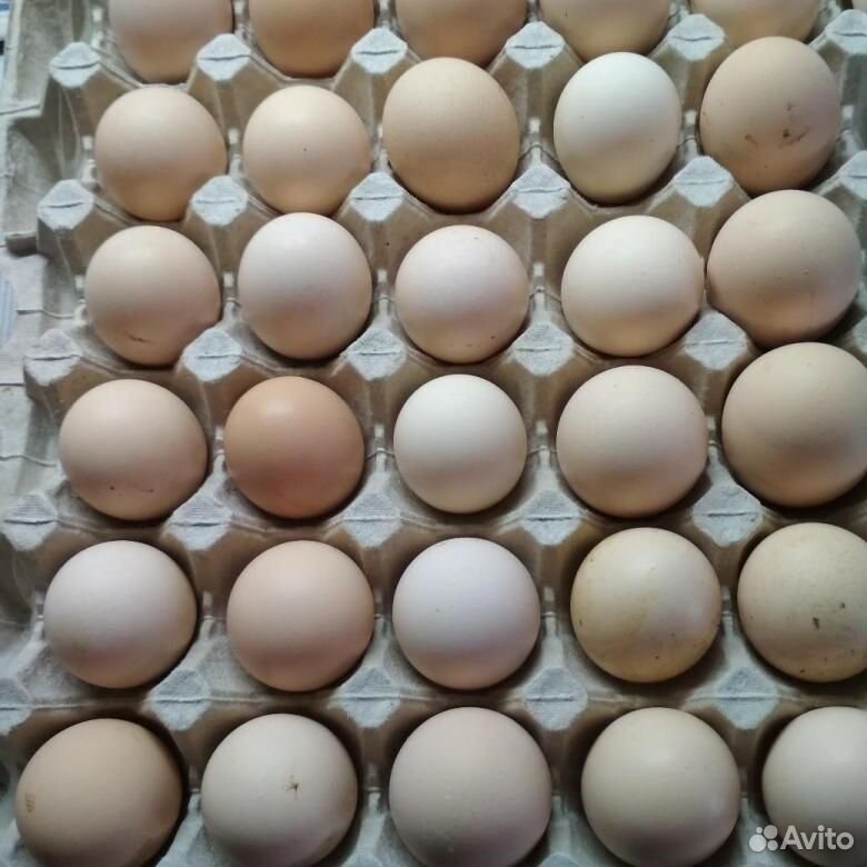 Яйцо инкубационное от домашних кур купить на Зозу.ру - фотография № 1