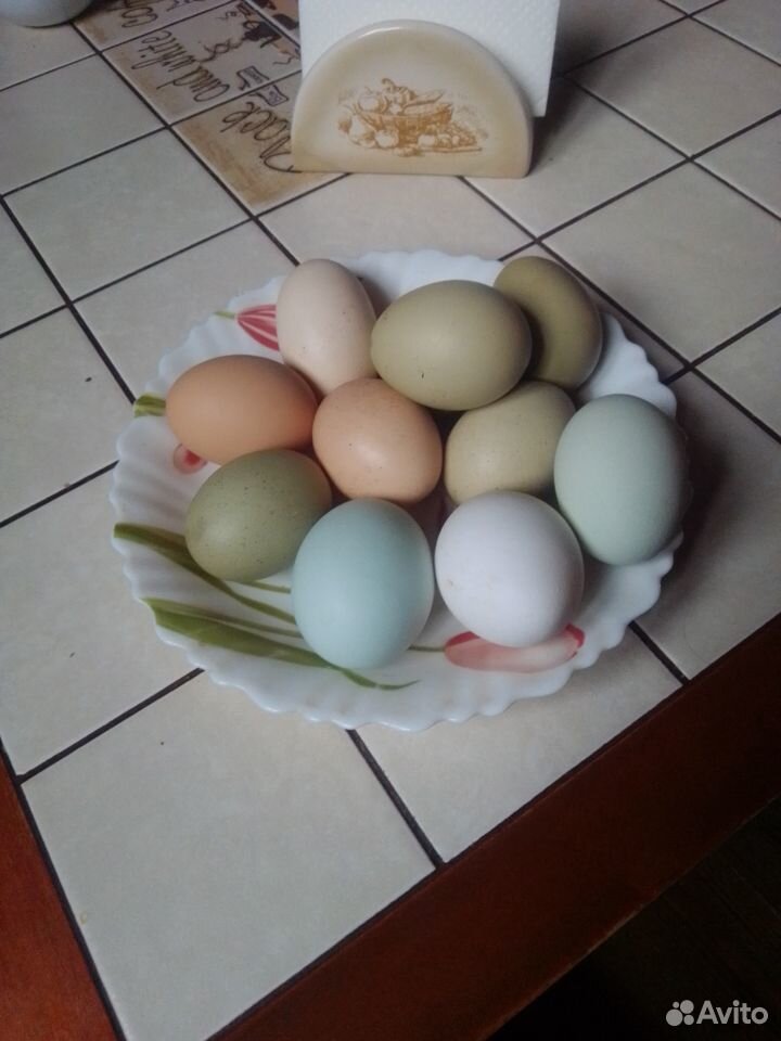 Яйца куриные домашние купить на Зозу.ру - фотография № 2