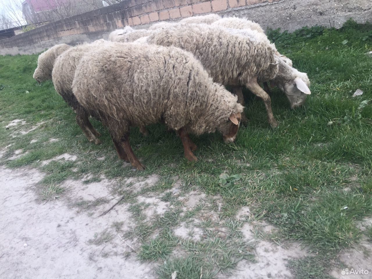 Овцы матки купить на Зозу.ру - фотография № 2