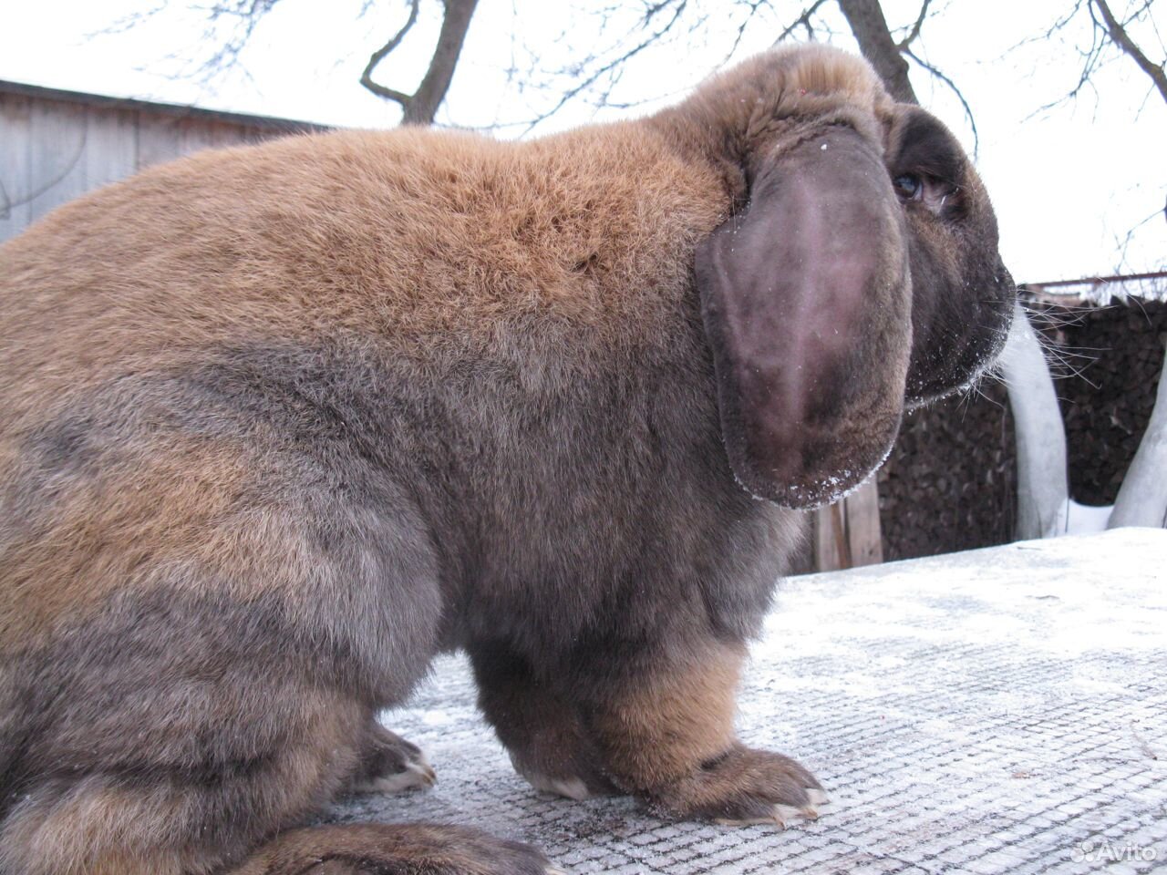 Кролики-французские бараны купить на Зозу.ру - фотография № 1