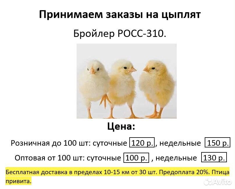 Куплю цыплят бройлеров в московской области. Объявление о продаже цыплят бройлеров. Цыплята бройлеры. Объявление цыплята бройлеры. Суточный цыпленок бройлера.