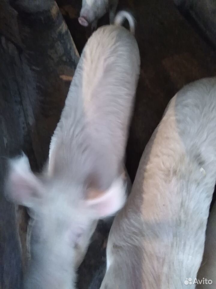 Свиньи на мясо купить на Зозу.ру - фотография № 7