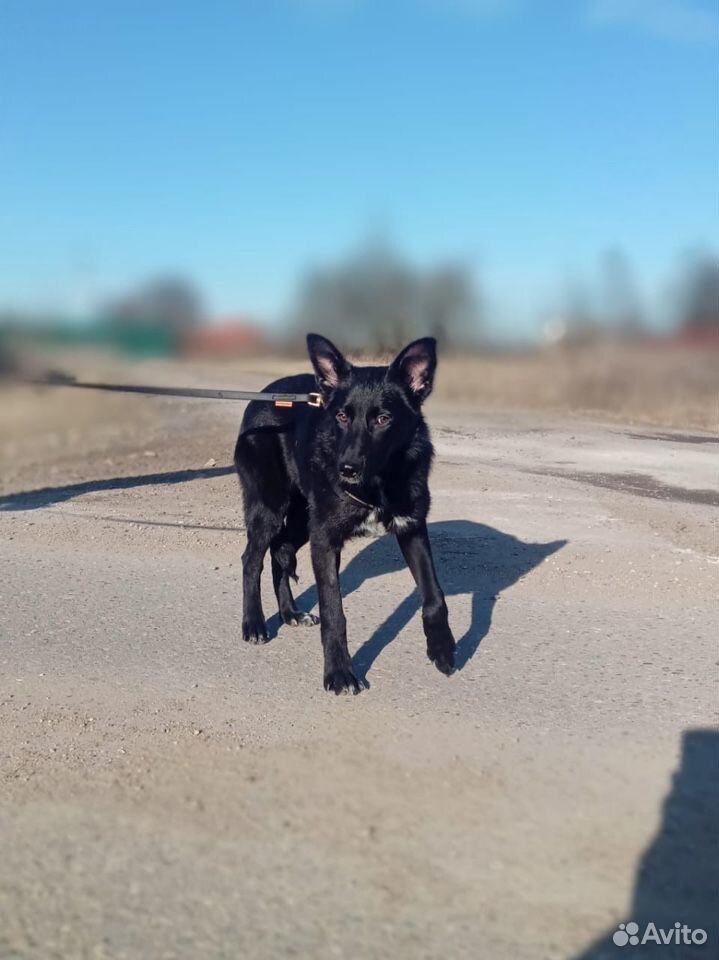 Собака Чара 7 мес ищет дом купить на Зозу.ру - фотография № 5